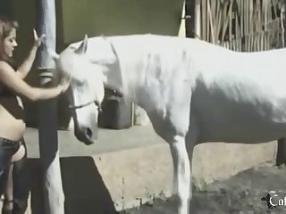 Sex Animal Animal