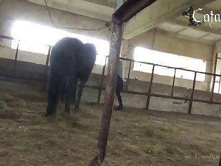 Animal Porn Hd