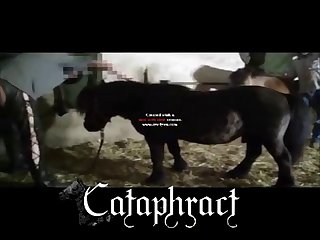 Is Animal Porn Legal