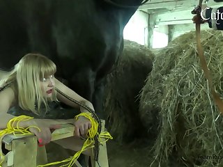 Animal And Man Porn Videos