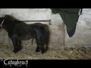 Porn Video Animal
