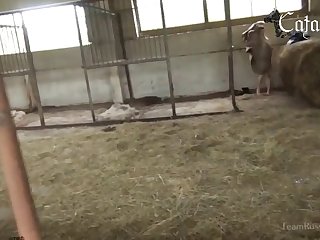 Animal Porn Movie