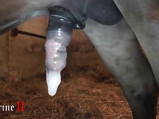 Animal With Girl Porn Videos