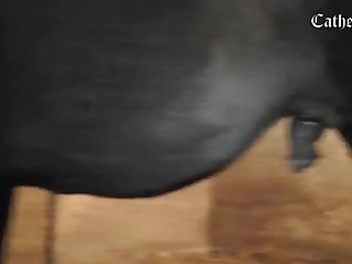Animal Passion Porn
