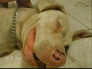 Zoofilia Casera Con Perro