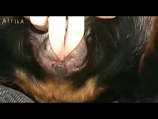 Bestiality Petlust Cs19 Inside Rottweiler Male Dogsex Animalsex Zoosex Zoophile Part 2