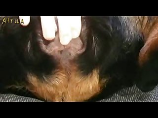 Bestiality Petlust Cs19 Inside Rottweiler Male Dogsex Animalsex Zoosex Zoophile Part 2