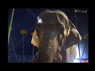 Milly Amorim 2795 3115 Elephant Part 12