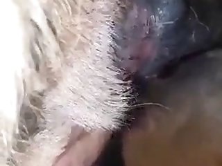 Horse Cum In Dog