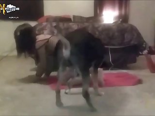 new bestiality porn videos page 1 at brasileiro.wtf