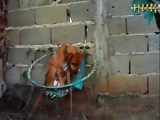 1a 2 poo poo animal zoo sex red tube