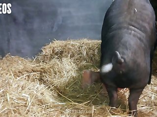 Yudi Pineda Videos Zoo