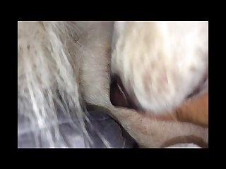 Asian Animal Sex Fun