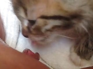 Cat Licks Man Dick - Kitten Licking And Nibbling My Pussy Lips And Clit