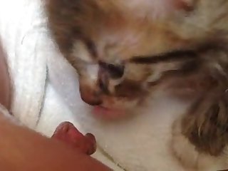 Kitten Licking And Nibbling My Pussy Lips And Clit