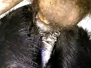 Ava Addams Rachel Starr Dog Fuck