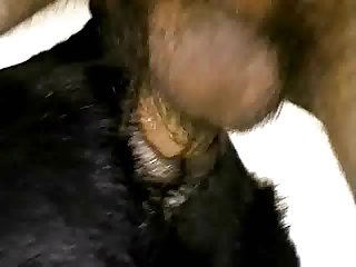 Ava Addams Rachel Starr Dog Fuck