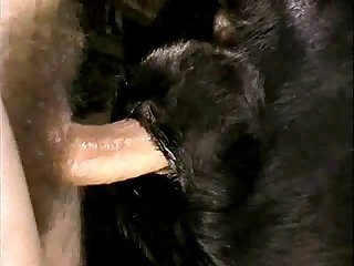 Ava Addams Rachel Starr Dog Fuck
