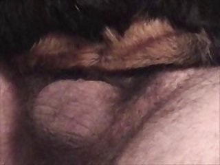 Animalsexfun Dog