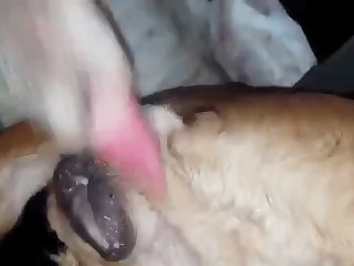 Animalsexfun Dog