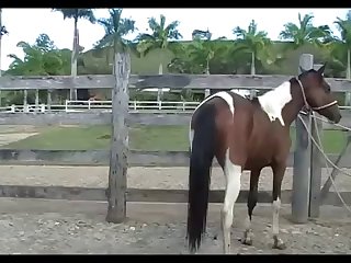 Stallion Mating Mare Heat