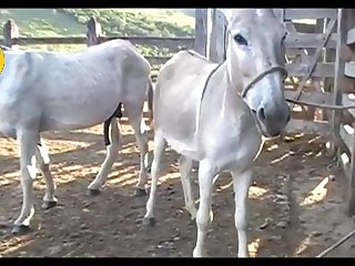 Donkey Jack Scene 03