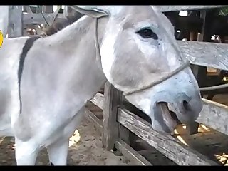 Donkey Jack Scene 03