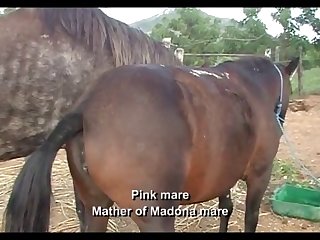 Small Mares Pink And Madona