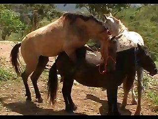 Small Mares Pink And Madona