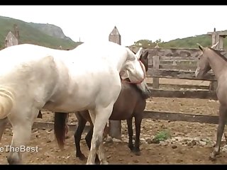 Mare Lupe Vs Big Stallion Scene 01