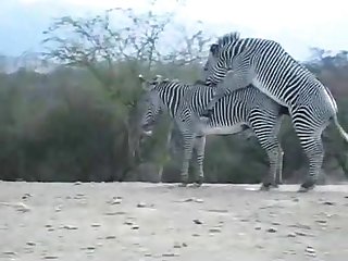 Zebra Climax Deshaked