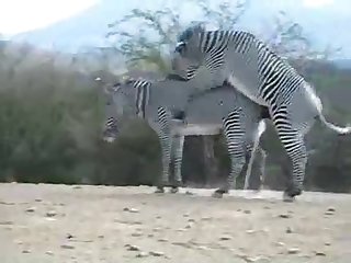Zebra Climax Deshaked