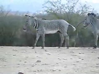 Zebra Climax Deshaked
