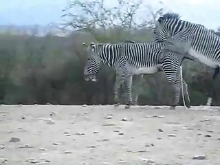 Zebra Climax Deshaked
