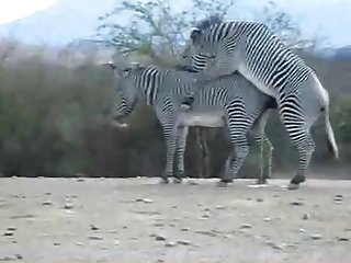 Zebra Climax Deshaked