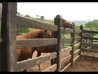Virgin Mare 23