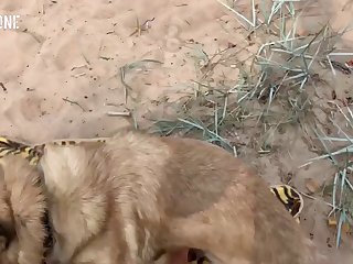 The Narrow Crevice Of His Aunt's Tightlyclenched Butt