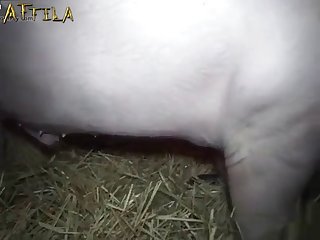 Boar Porn