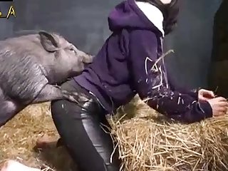 69 Boar Porn