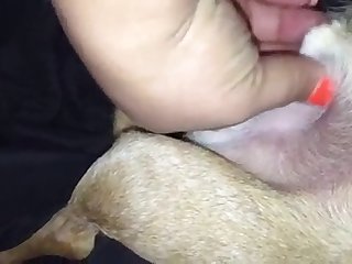 Small Dog Jerking