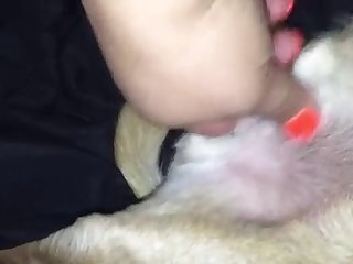 Small Dog Jerking