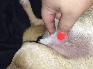 Small Dog Jerking
