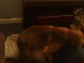 Dog Jumping Girl