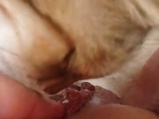 Kitten Licking Coconut Oil Off My Clit And Pussy Lips 4