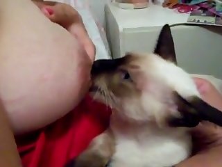 Breastfeeding A Cat